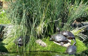 Turtles enjoying Floating Island habitat.