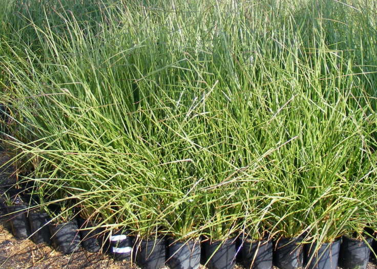 Image of vetiver grass chrysopogon zizanioides 'sunshine'
